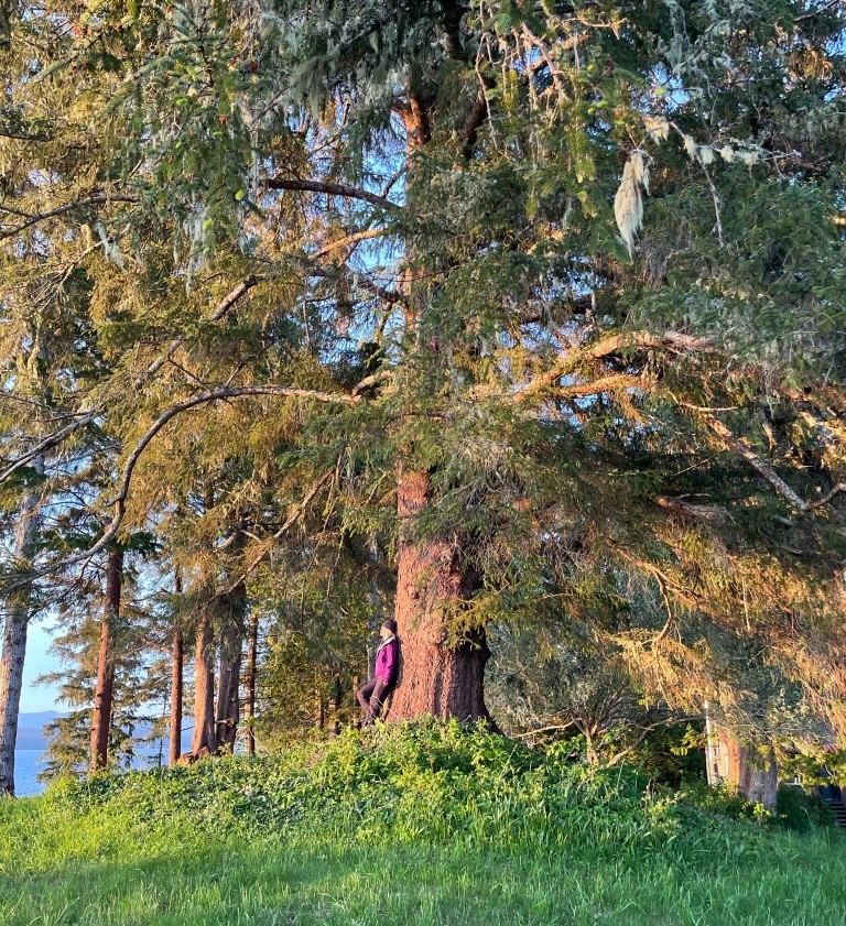 400-year-old Sitka Spruce on sacred Huu-ay-aht territory.