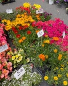 Buying flowers while travelling helps lift the chi of your hotel room.